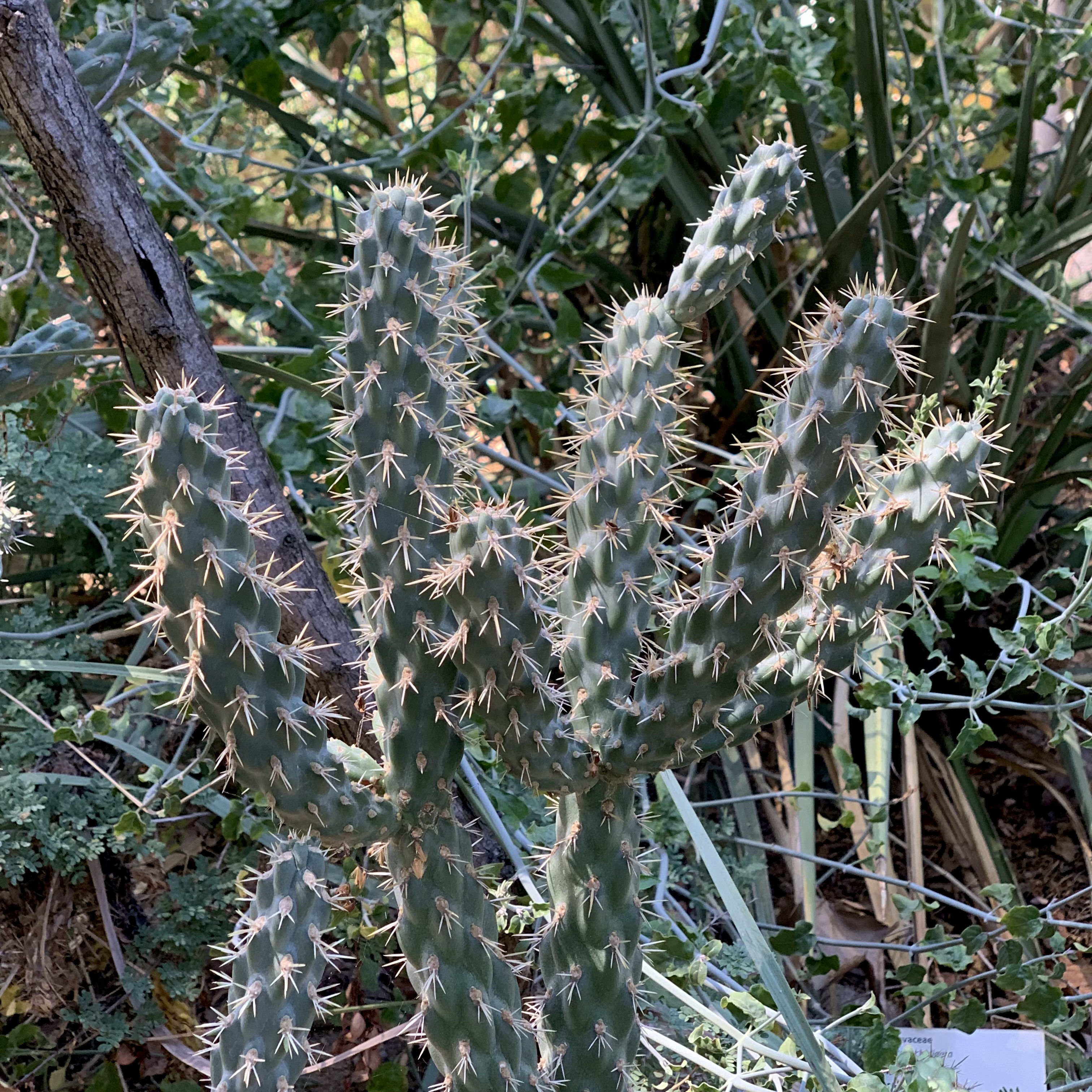 photo of cylindropuntia prolifera